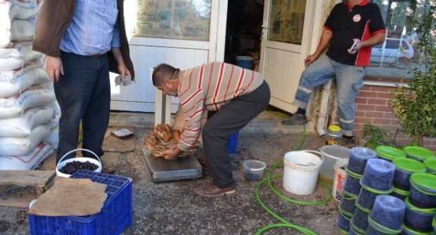 Dev Mantar Görenleri Şaşırtıyor