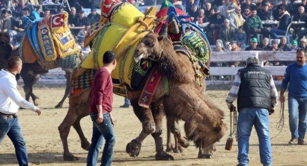 Deve Güreşi Sevenler Selçuk’a Akın Etti