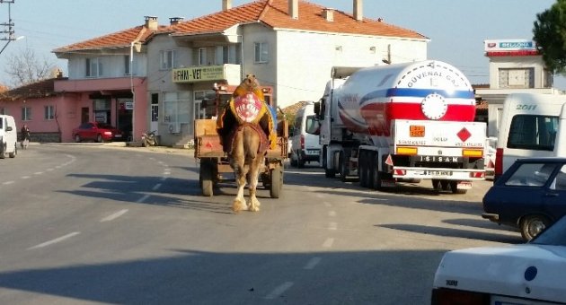 Deve Traktörle Güreşlere Hazırlanıyor