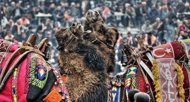 Devecilik Kültürüne Bilimsel Markaj