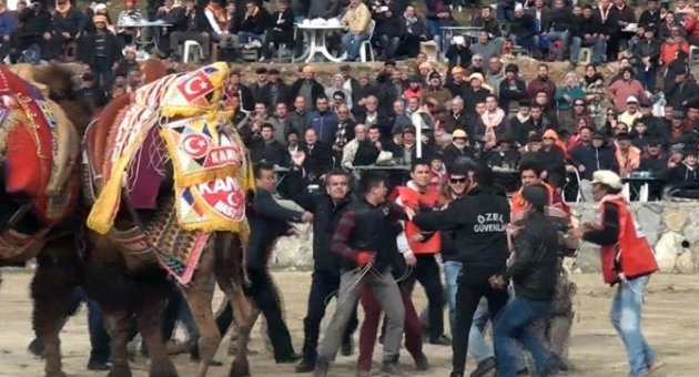 Develer Güreşirken Sahipleri Kavga Etti