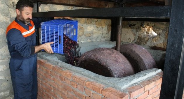 Doğanın İksiri Zeytin Sütü