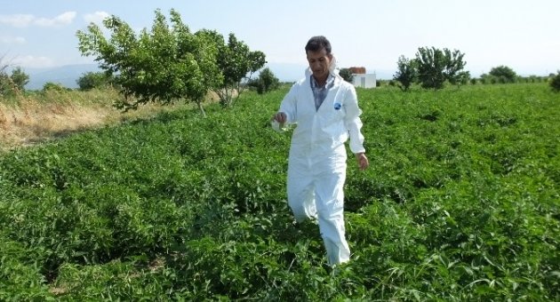 Domateslerde Mildiyö Hastalığı Alarmı