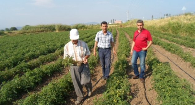 Domateslerde Mildiyö Hastalığı Görüldü