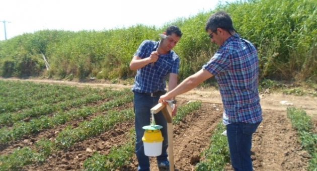 Domateste Yeşil Kurt Ve Güve Tehlikesi