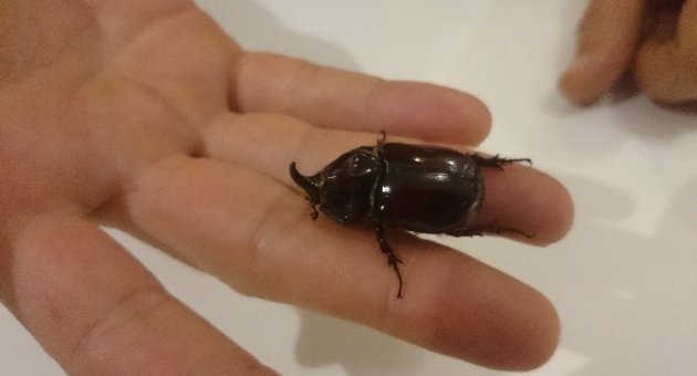 Dünyanın En Değerli Böceği Ayağına Geldi