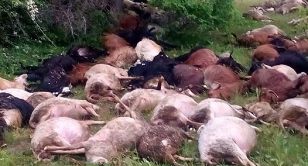 Dursunbey’de Yıldırım 45 Küçükbaş Hayvanı Daha Telef Etti