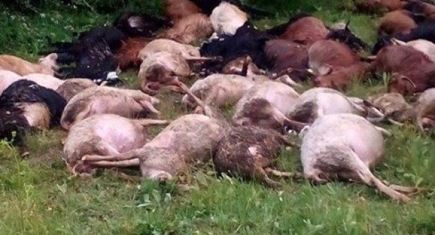 Dursunbey’de Yıldırım Düşmesi Sonucu 124 Hayvan Telef Oldu