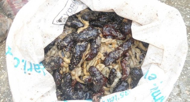 Edirne’de 1 Ton Deniz Patlıcanına El Kondu