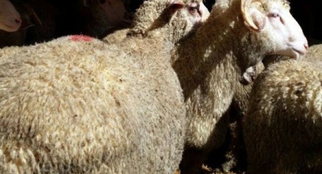 Edirne’de 41 Adet Küpesiz Koyun Ele Geçirildi