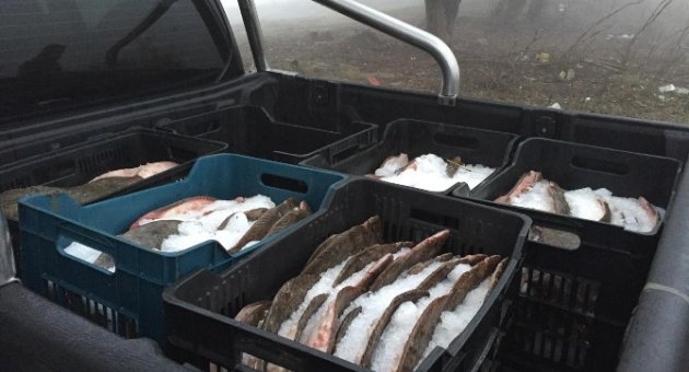 Edirne’de 685 Kilo Kaçak Kalkan Balığı Ele Geçirildi