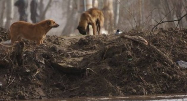 Edirne’de Er Meydanında Sokak Köpekleri Mahsur Kaldı