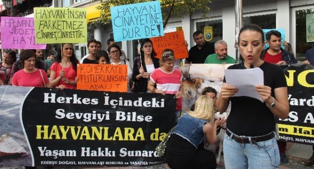 Edirne’de Pompalı Tüfekle Köpek Vahşetine Tepkiler Büyüyor