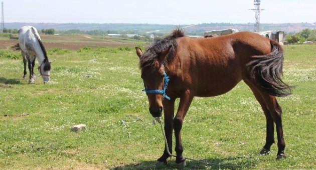 Edirne’nin Başıboş Atlarına, Valilikten Çobanlı Çözüm