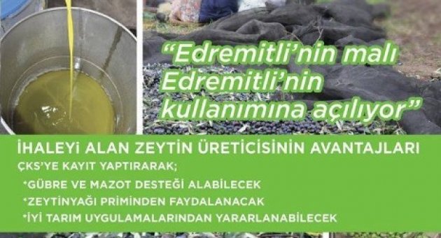 Edremit’in Zeytinlikleri 6 Yıllığına İcara Çıkıyor