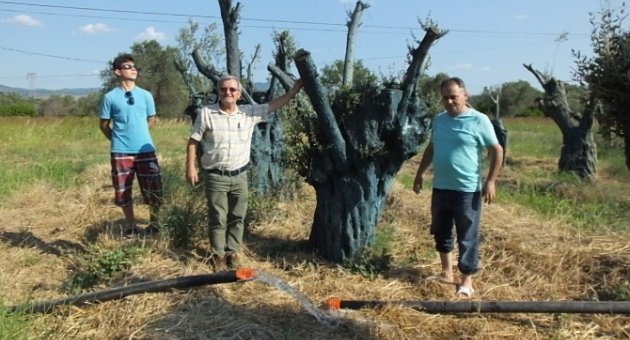 Edremitli Fidancı Anıtlaşmış Zeytin Ağaçlarına Sahip Çıktı