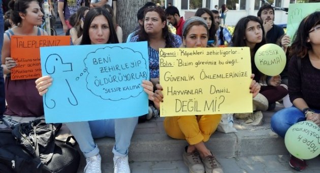 Ege’deki Köpek Katliamı Öğrencileri Ayaklandırdı