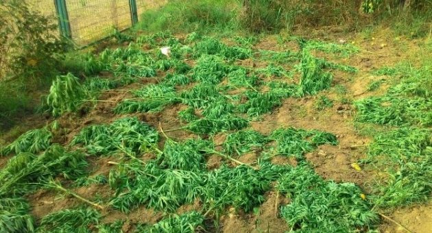 Ektiği Kenevirleri Satamadan Yakalandı
