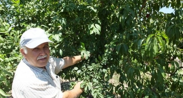 Emekli Teknisyen Bir Ağaçta Çeşit Çeşit Meyveler Yetiştirdi