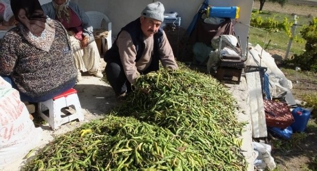 Emekli Vatandaş Bahçesindeki Ürünleri Dostlarına Dağıttı