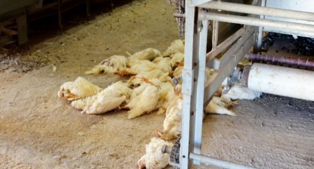 Erdek’te 161 Bin Tavuk İtlaf Edildi