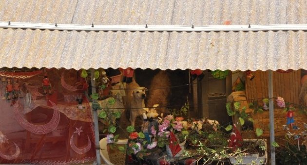 Evde Beslenen Kırka Yakın Köpek Mahalleliyi Bezdirdi