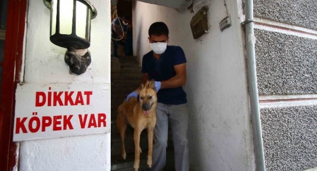 Evden Ölmek Üzere 24 Köpek, 3 Kedi Ve 3 Köpek Leşi Çıktı