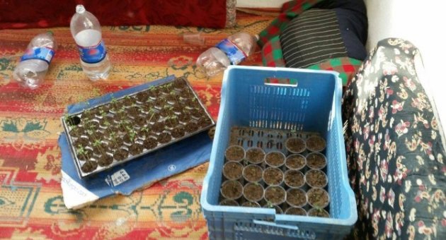 Evini Kenevir Serasına Çevirdi