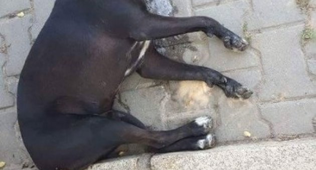 Çanakkale' nin Ezine ilçesinde Köpek Katliamı .