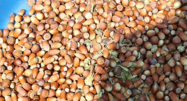 Fındık, Üreticinin Yüzünü Güldürdü