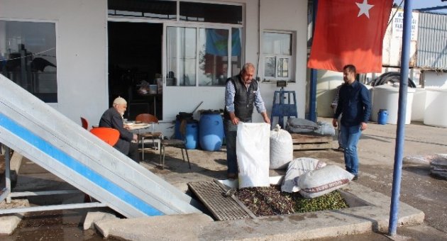 Foça’da Yılın İlk Zeytinyağı Sıkımı Gerçekleştirildi