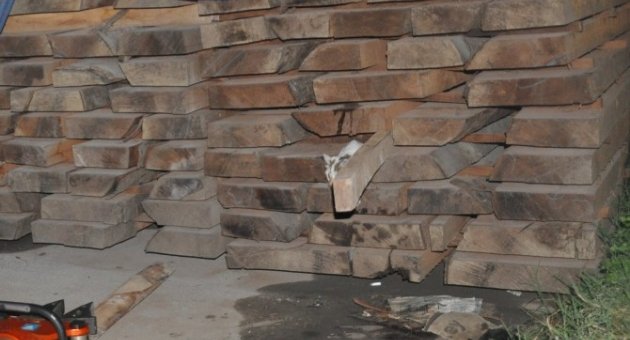 Gece Yarısı Kedi Kurtarma Operasyonu