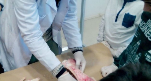 Geleceğin Doktorları Hayvan Kemiklerini Sıyırarak İskelet Sistemini Öğrendi