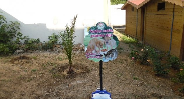 Gökçeada’da Sokak Hayvanları İçin Su Kabı