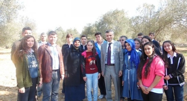 Gömeç’te Öğrenciler Zeytin Hasadı Yaptı