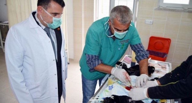 Gönen De Sokak Köpekleri Rehabilite Edilip Sahiplendiriliyor