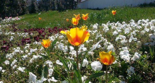 Güneş Yüzünü Gösterdi, Vatandaşlar Parklara Akın Etti