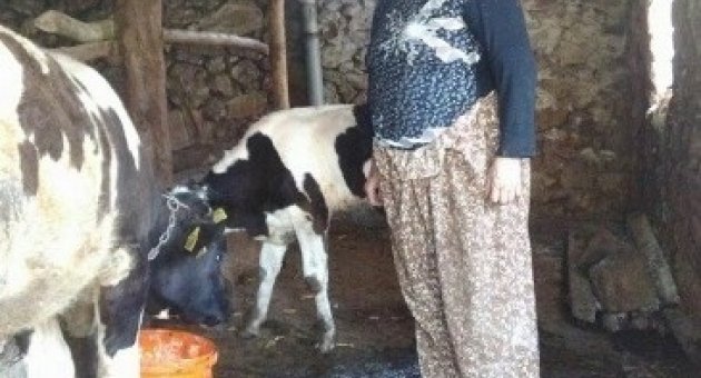 Hac Parası İçin Baktıkları İnek Çalındı