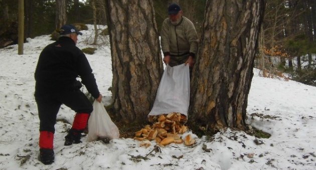 Hamsi Festivali Artıkları Yaban Hayvanlarına Yiyecek Oldu