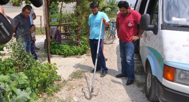 Havalar Isındı, Yılanlar Şehre İndi