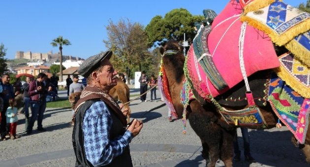 Havutlama Hayrıyla Deve Güreşleri Sezonu Açıldı