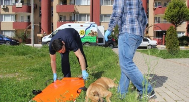 Hayvan Ambulansı İle Can Buluyorlar