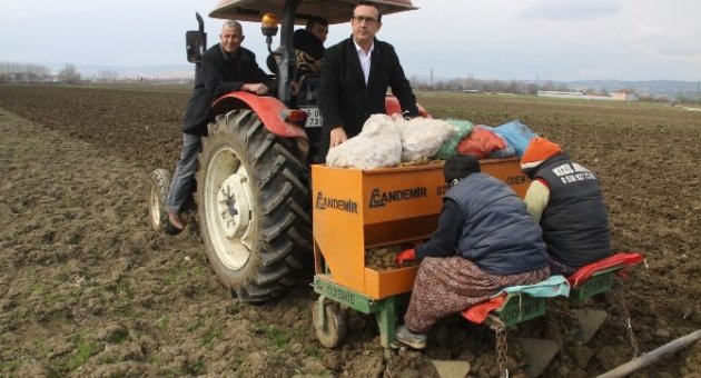 İnegöl’de Patates Ekimi Başladı