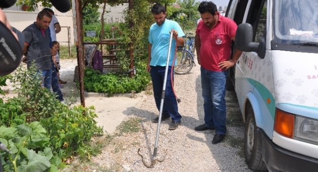 İnegöl’de Yılan Paniği