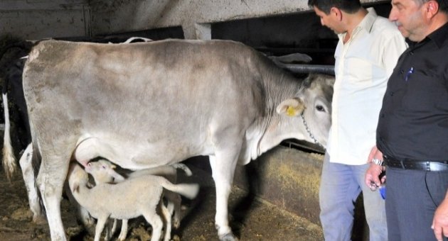 İnek Kuzulara Annelik Yapıyor