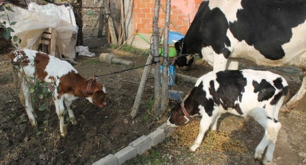 İnek Milyonda Bir Gerçekleşen Doğum Yaptı