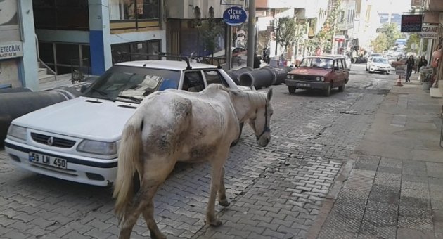 İpini Koparan At Trafiği Karıştırdı