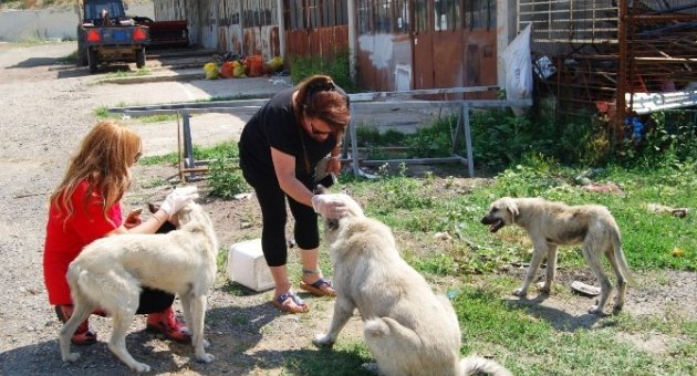 İstanbullu Hayvanseverler Malkara’da