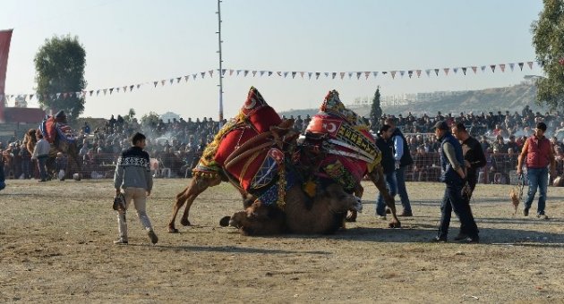 İzmir Deve Güreşleri İle Şenlendi