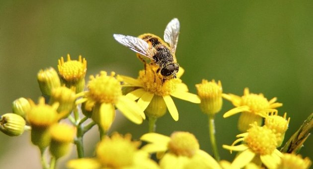 İzmir’de Arı Safari Uygulaması